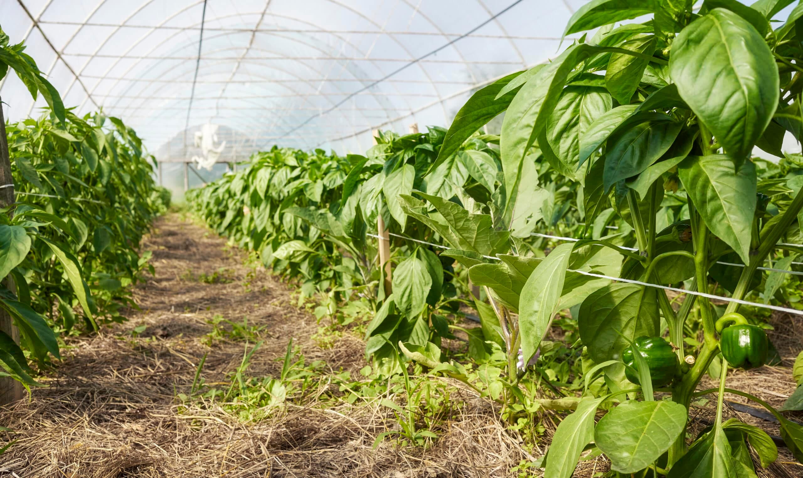 Elektrische tractoren in de kwekerij